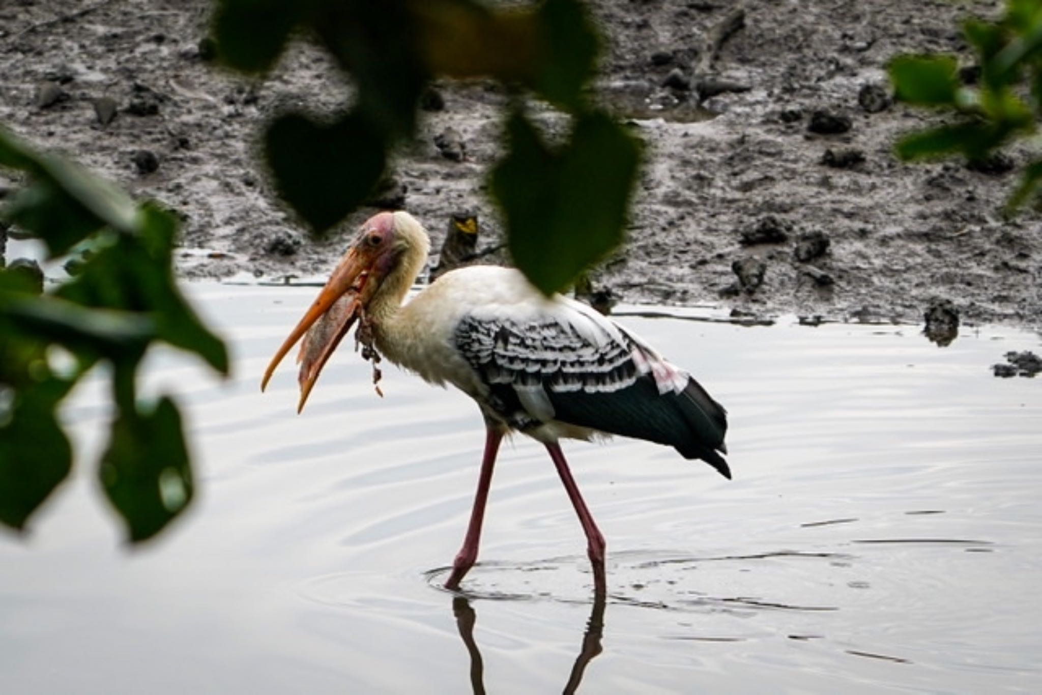 Sungei Buloh Wetland Reserve インドトキコウの写真 by T K