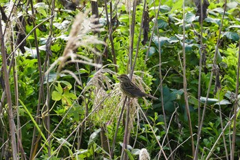 Masked Bunting いつもの河原 Mon, 10/31/2016