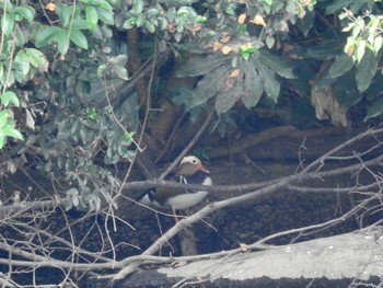 2016年10月21日(金) 新宿御苑の野鳥観察記録