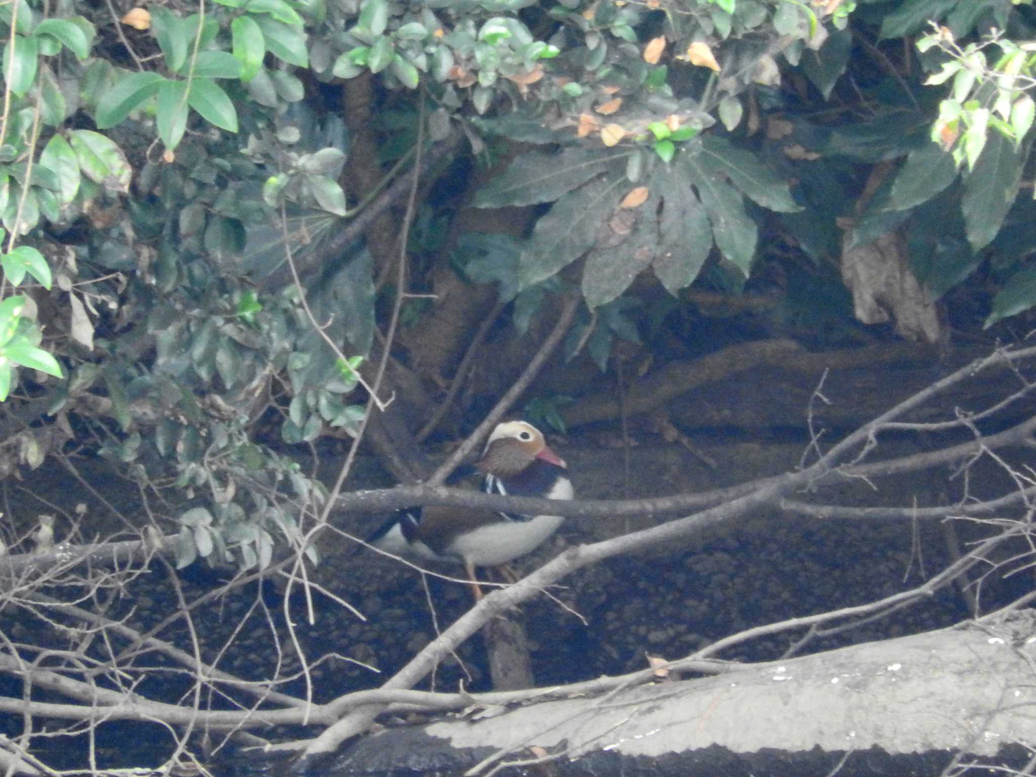 Photo of Mandarin Duck at Shinjuku Gyoen National Garden by とみやん