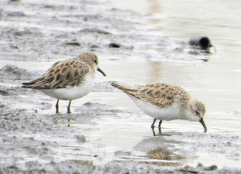 Little Stint Unknown Spots Wed, 12/2/2020