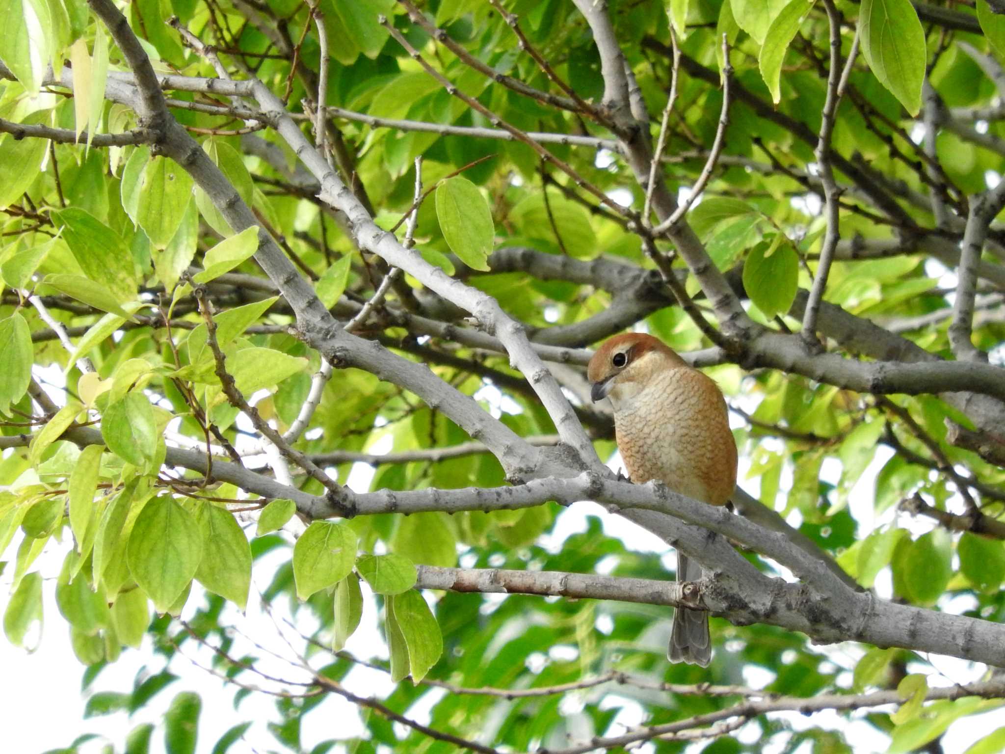 Bull-headed Shrike