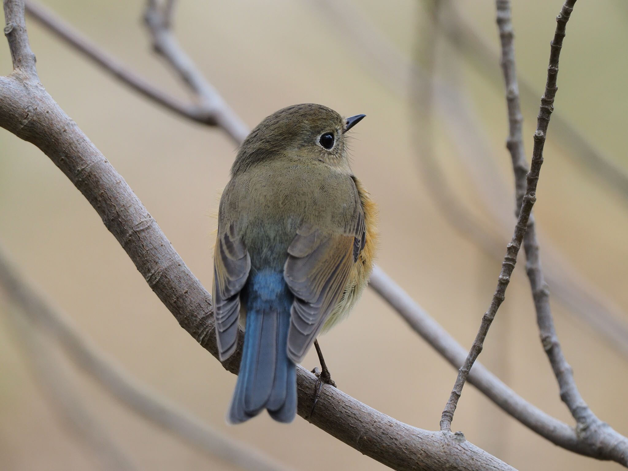 Photo of Red-flanked Bluetail at 甲山森林公園 by speedgame