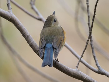 Red-flanked Bluetail 甲山森林公園 Sat, 12/12/2020