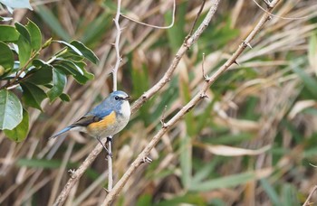 Red-flanked Bluetail 甲山森林公園 Sat, 12/12/2020