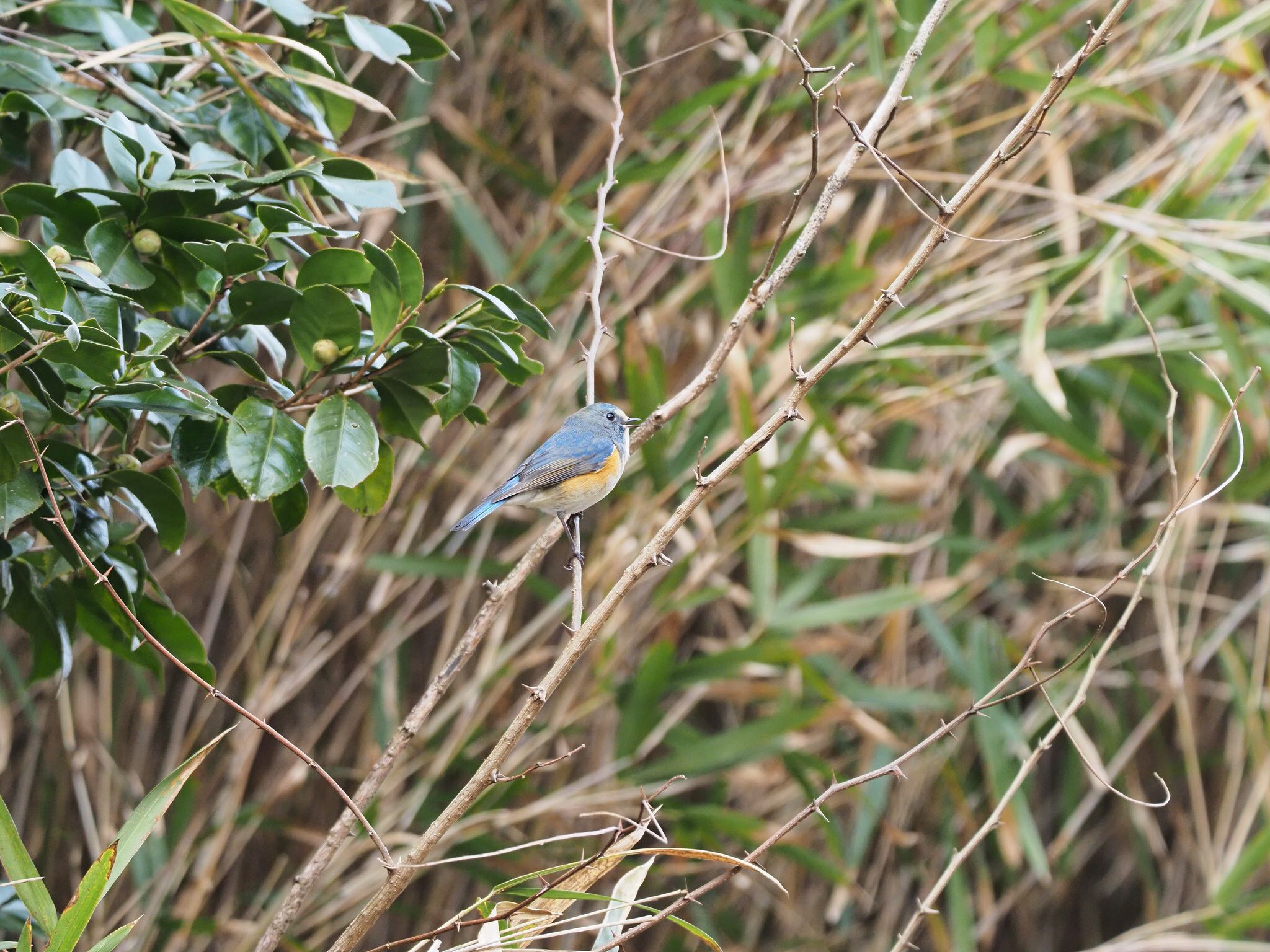 Photo of Red-flanked Bluetail at 甲山森林公園 by speedgame