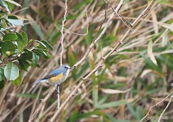 Red-flanked Bluetail 甲山森林公園 Sat, 12/12/2020