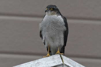 Eurasian Sparrowhawk 自宅庭 Sat, 12/12/2020