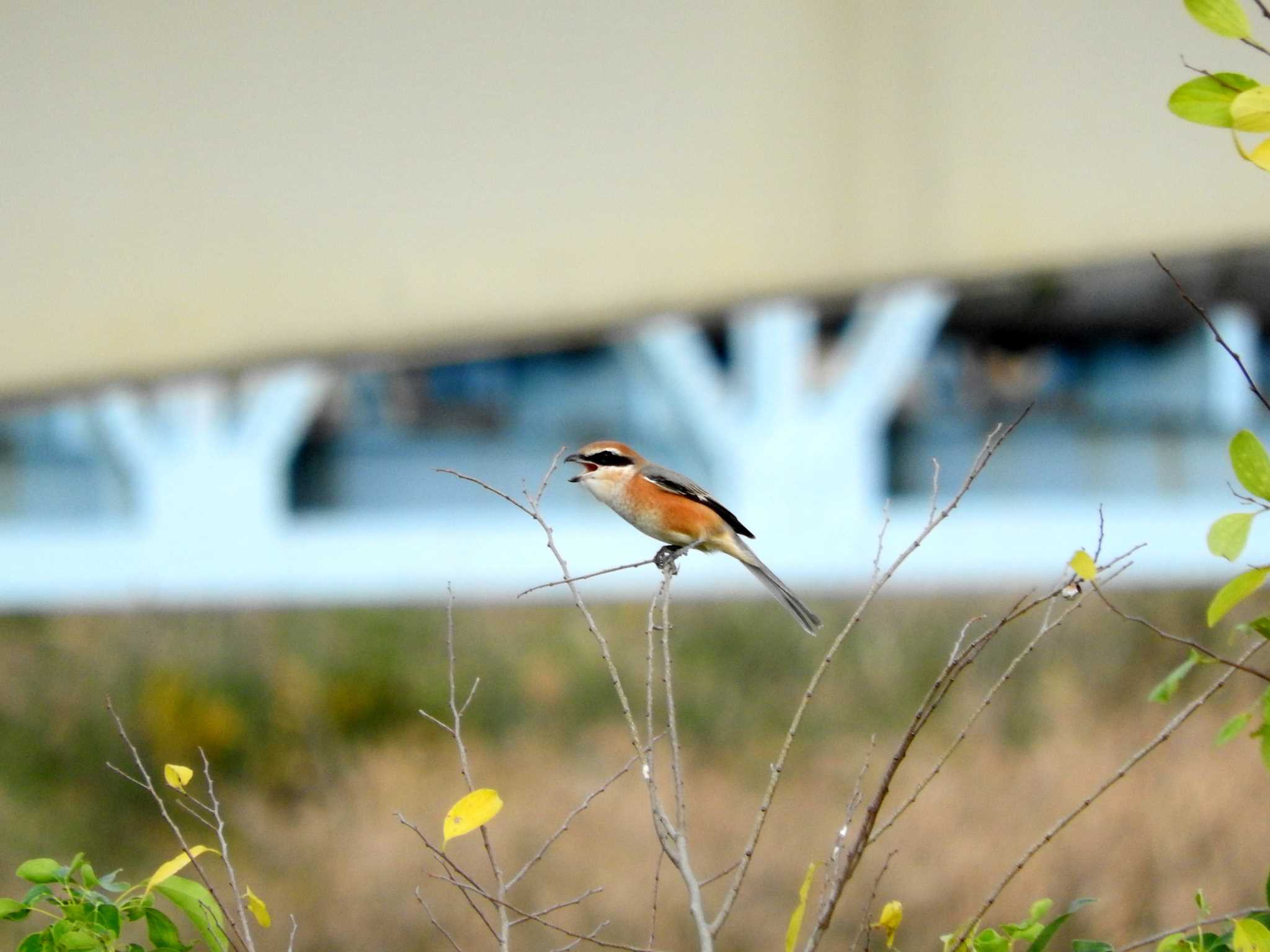 Bull-headed Shrike