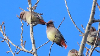 Japanese Waxwing Asahiyama Memorial Park Sun, 12/13/2020