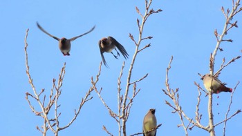 Japanese Waxwing Asahiyama Memorial Park Sun, 12/13/2020