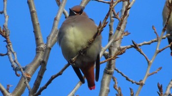 Japanese Waxwing Asahiyama Memorial Park Sun, 12/13/2020