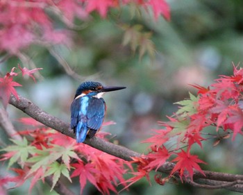 カワセミ 場所が不明 2020年11月24日(火)