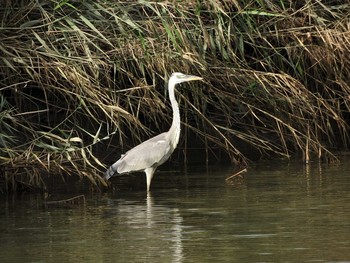 Grey Heron 淀川(中津エリア) Sun, 10/23/2016