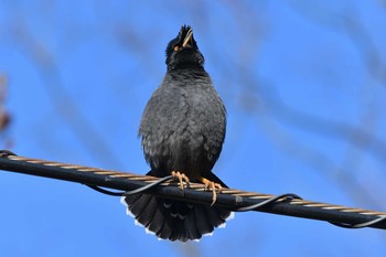 Crested Myna 金井公園 Sun, 12/13/2020