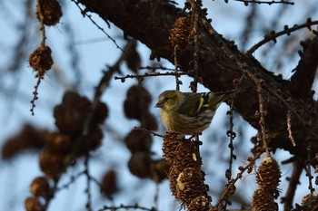 Eurasian Siskin Makomanai Park Sun, 12/13/2020