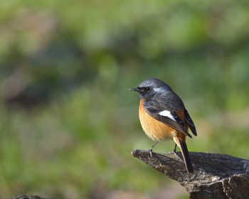 ジョウビタキ 北本自然観察公園 2016年3月25日(金)