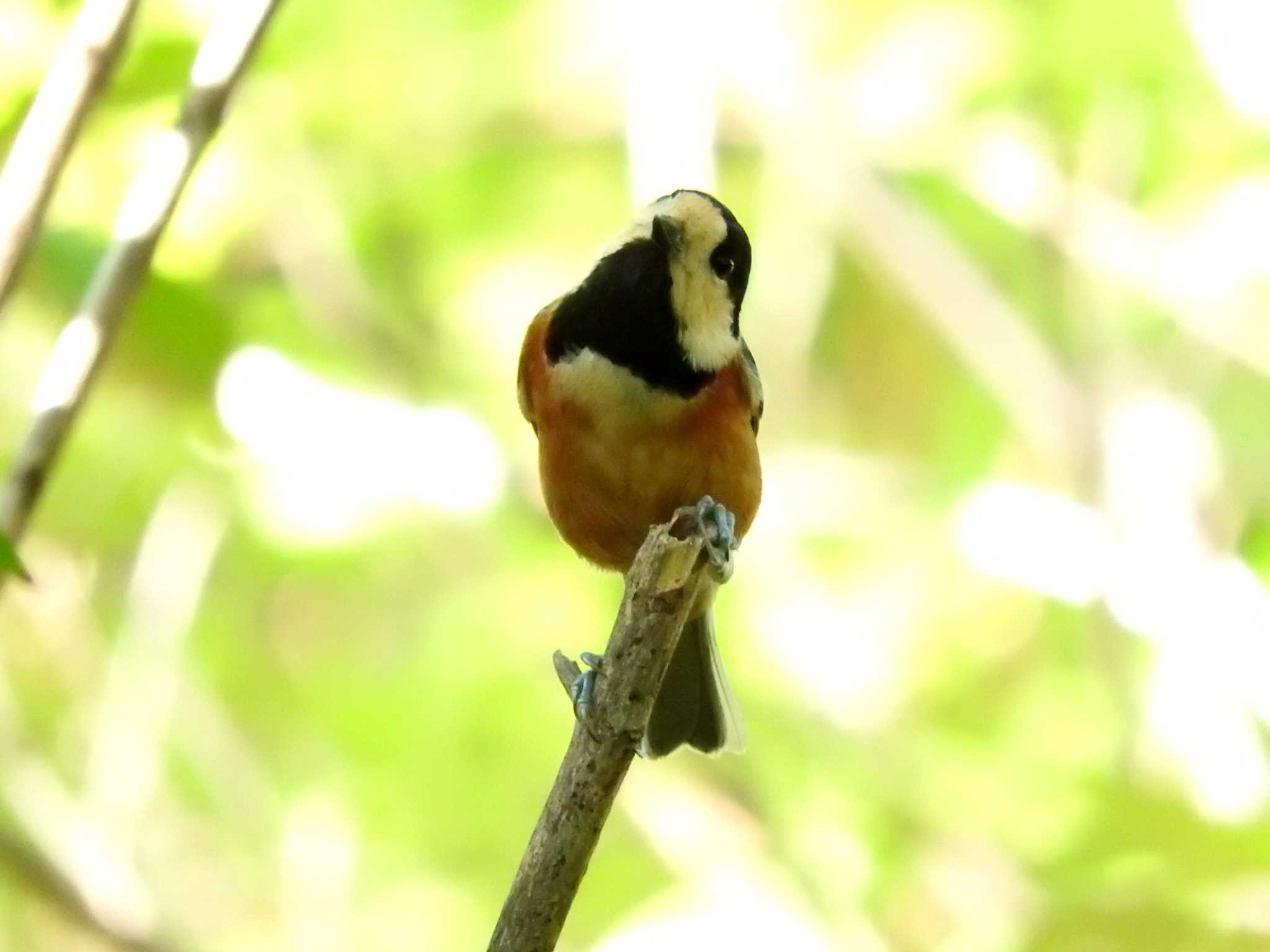 Varied Tit