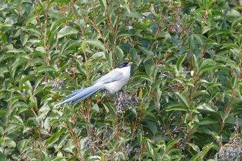 Azure-winged Magpie Ukima Park Sun, 12/13/2020