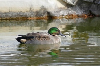 Falcated Duck Ukima Park Sun, 12/13/2020