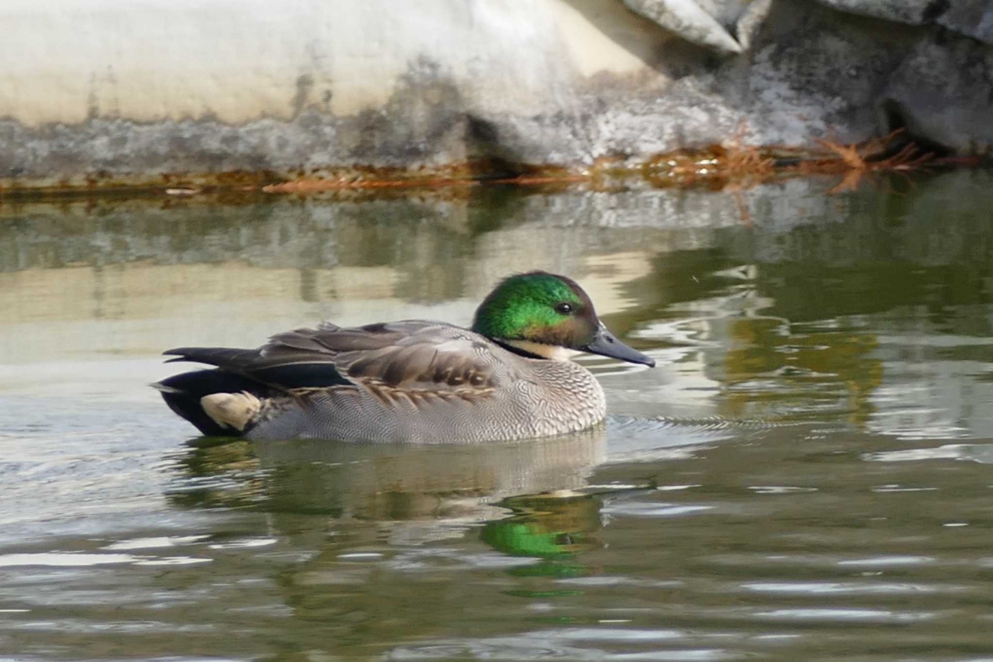 Photo of Falcated Duck at Ukima Park by アカウント5509