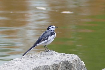 White Wagtail Ukima Park Sun, 12/13/2020