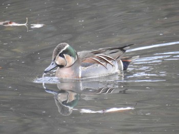 2020年12月13日(日) 座間谷戸山公園の野鳥観察記録