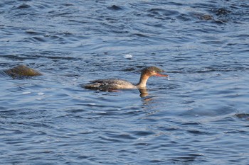 2020年12月13日(日) 多摩川二ヶ領宿河原堰の野鳥観察記録