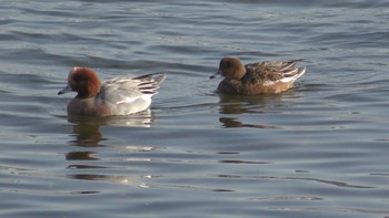 Eurasian Wigeon 香櫨園浜 Mon, 12/7/2020