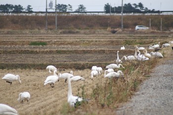 オオハクチョウ 大沼(宮城県仙台市) 2020年12月13日(日)