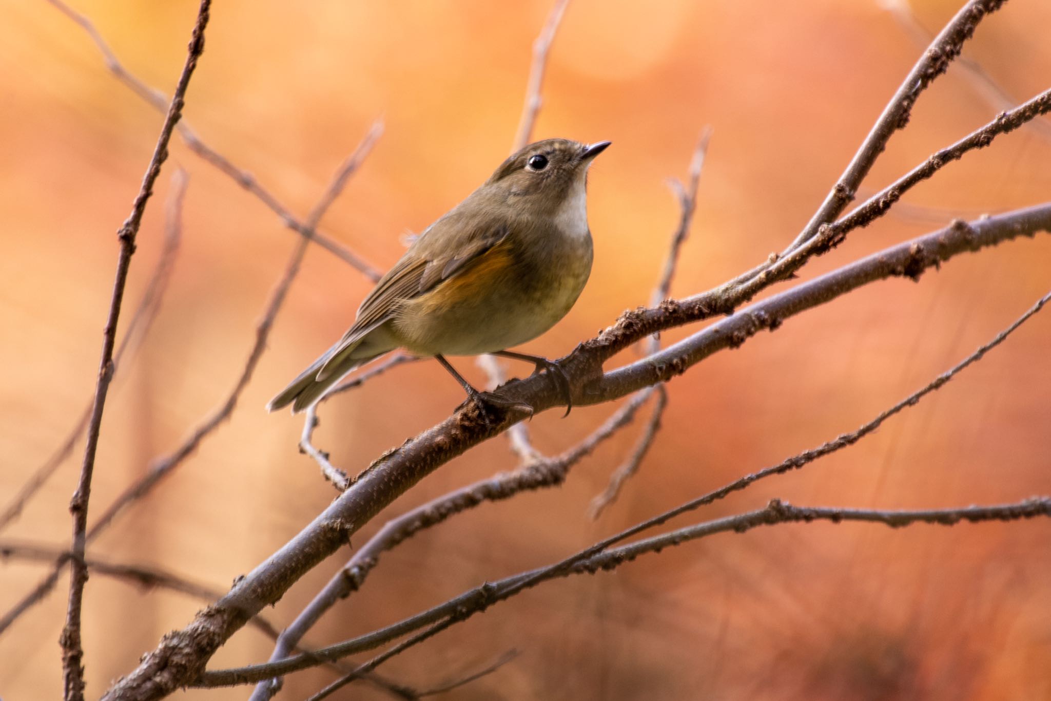 明治神宮 ルリビタキの写真 by Marco Birds