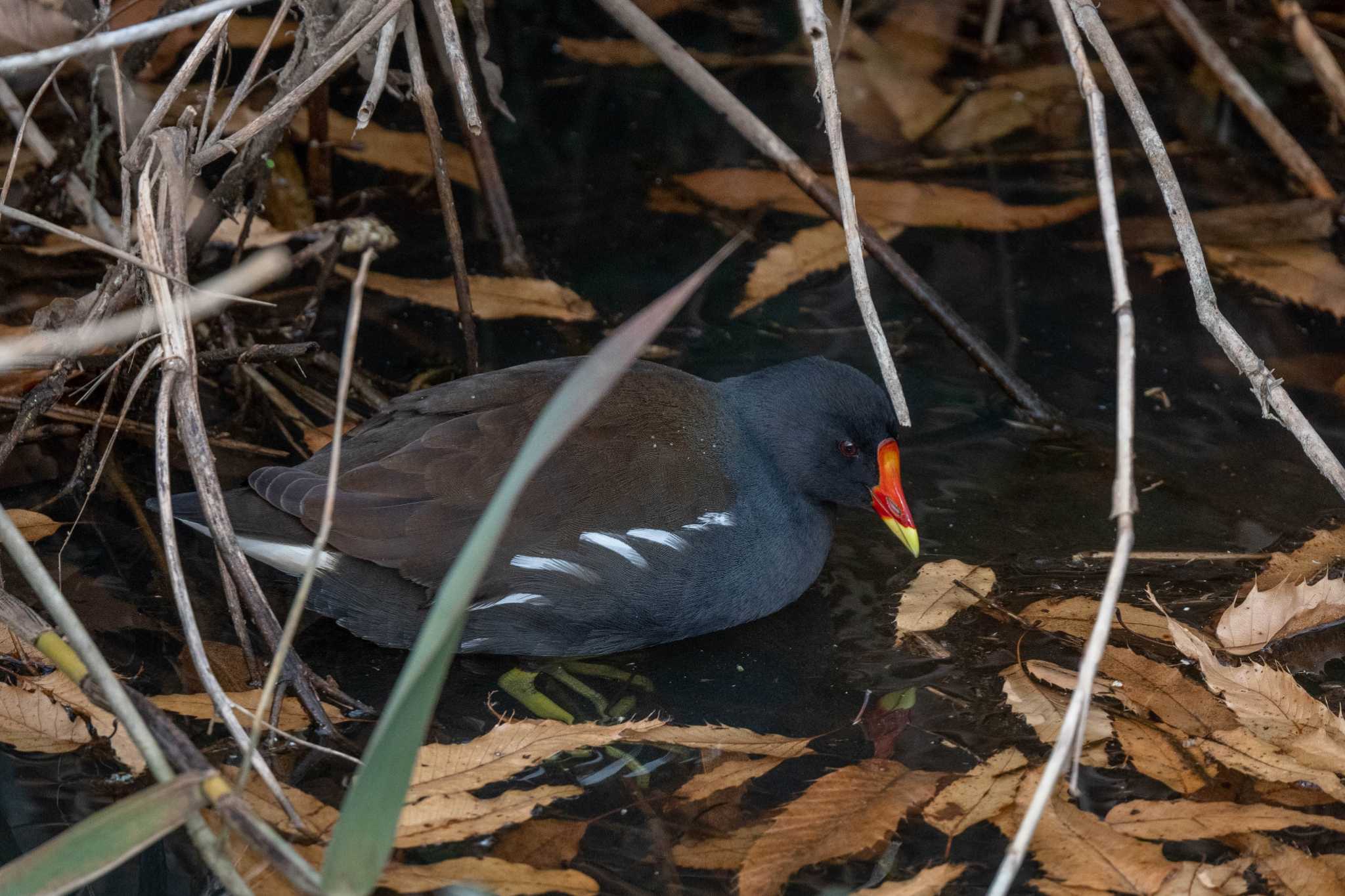 Photo of Common Moorhen at 奈良市 by veritas_vita