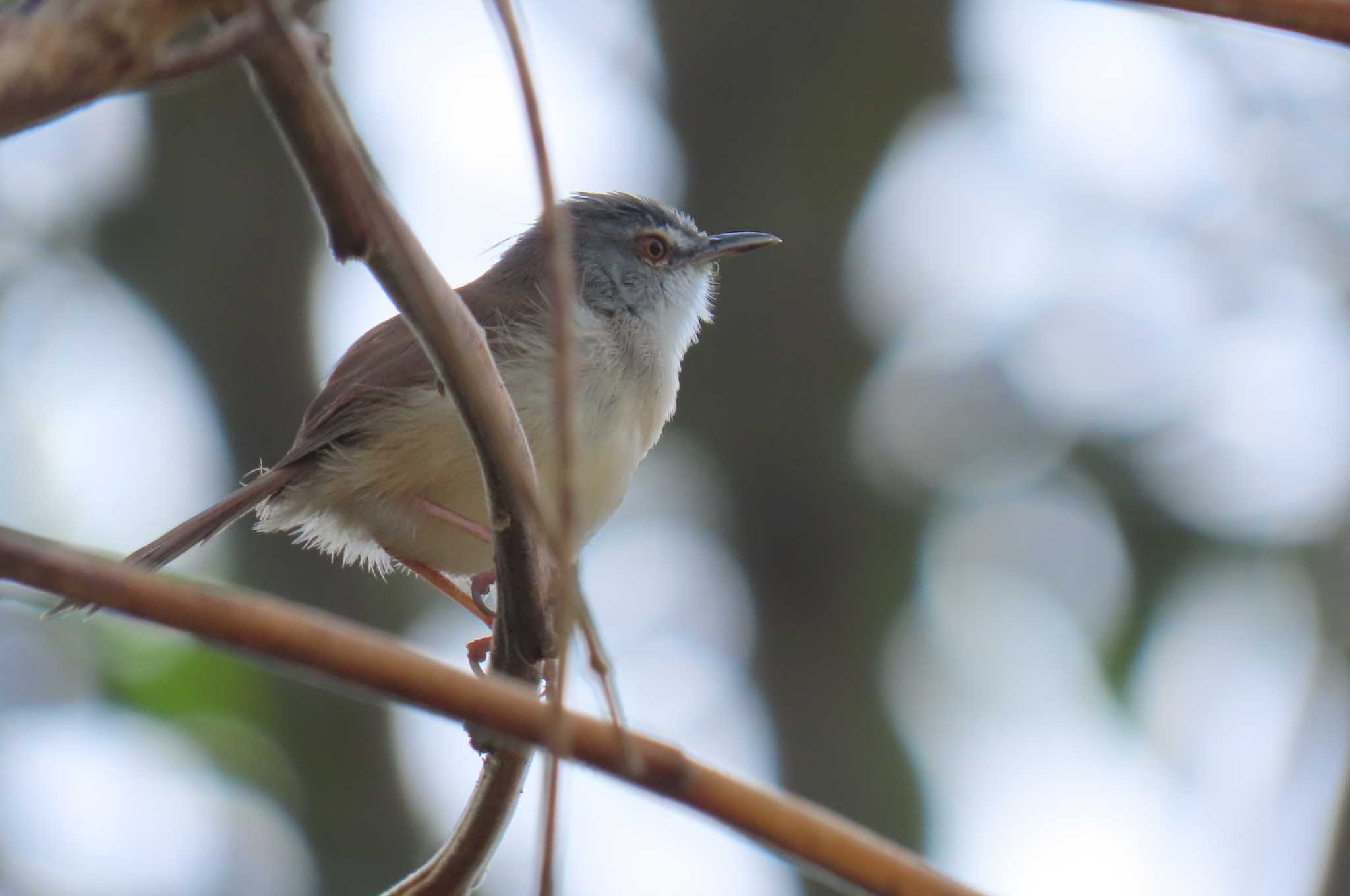 Doi Luang National Park, Chiang Rai チャイロハウチワドリの写真 by span265