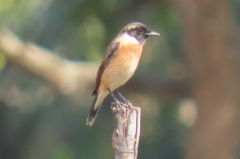 シベリアノビタキ Doi Luang National Park, Chiang Rai 2020年12月8日(火)