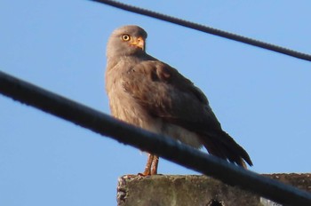 Rufous-winged Buzzard