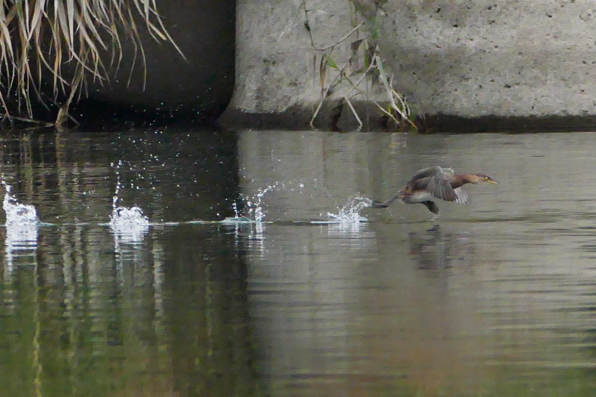 水面を走る（？）カイツブリ