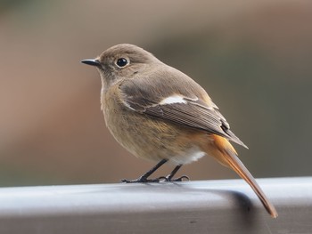 Daurian Redstart 甲山森林公園 Sun, 12/13/2020