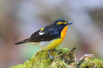 Narcissus Flycatcher Unknown Spots Sat, 4/30/2016