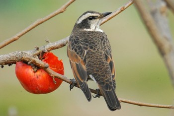 Dusky Thrush 馬見丘陵公園 Sun, 12/13/2020