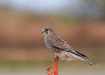 Common Kestrel Unknown Spots Sun, 12/13/2020