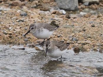 Dunlin 西宮市武庫川 Sun, 12/13/2020