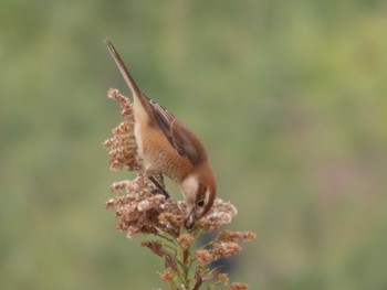 Bull-headed Shrike 岡山旭川 Thu, 12/10/2020