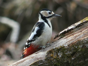 2020年12月13日(日) 北大研究林(北海道大学苫小牧研究林)の野鳥観察記録