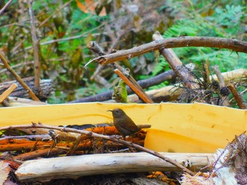 Eurasian Wren 静岡県　大井川 Mon, 11/16/2020