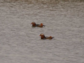 Sun, 12/13/2020 Birding report at 奈良市水上池