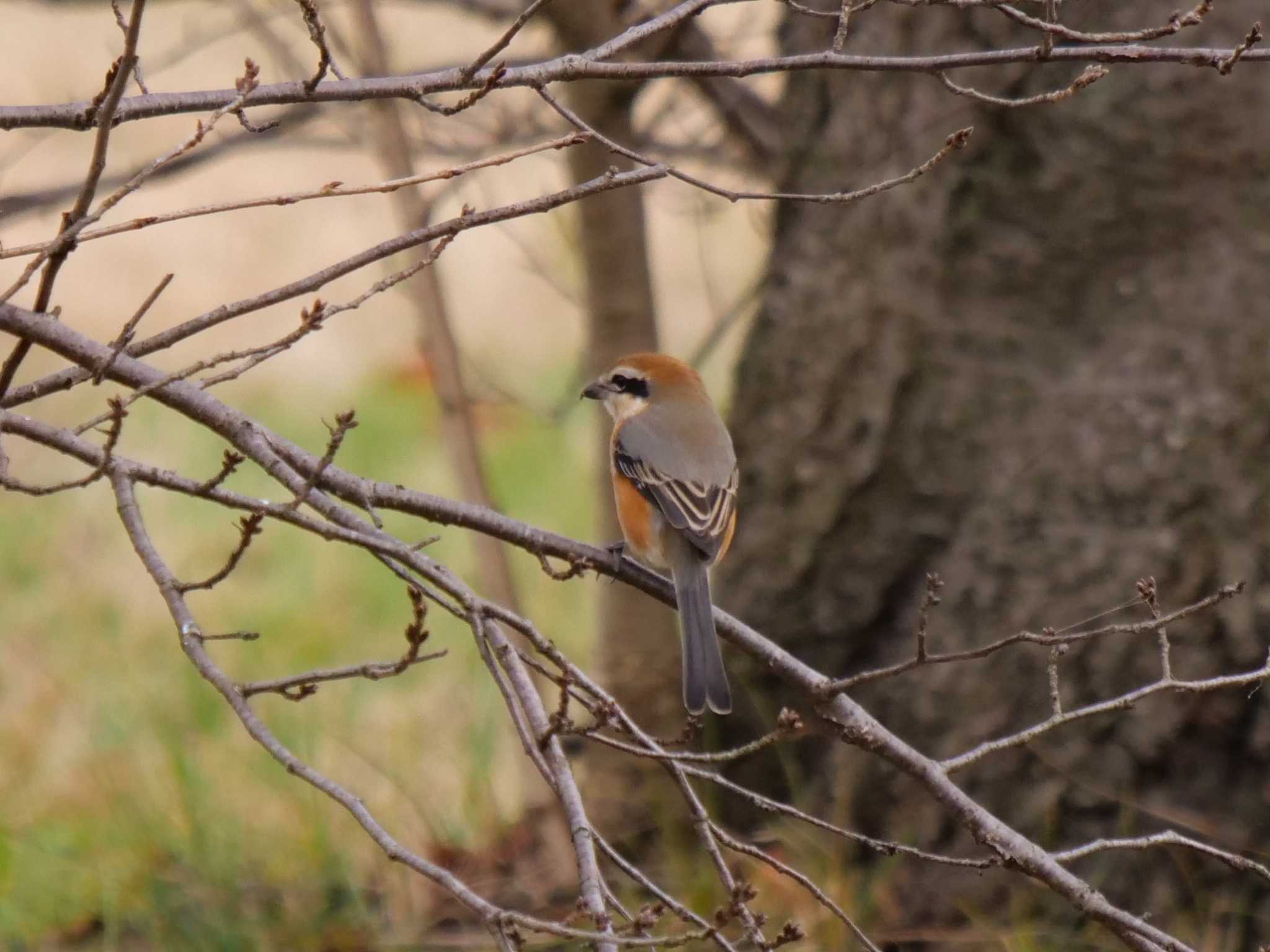 Bull-headed Shrike