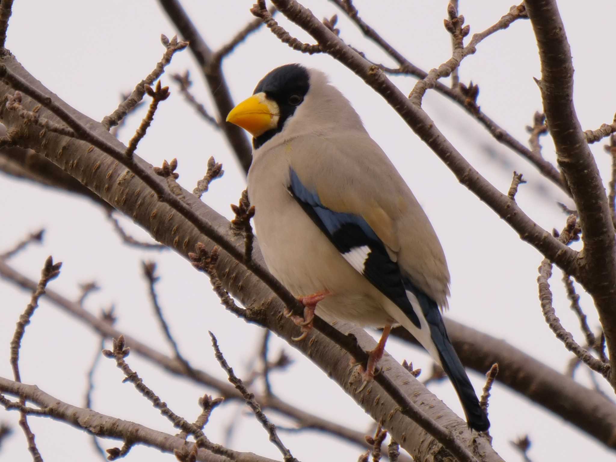 Japanese Grosbeak