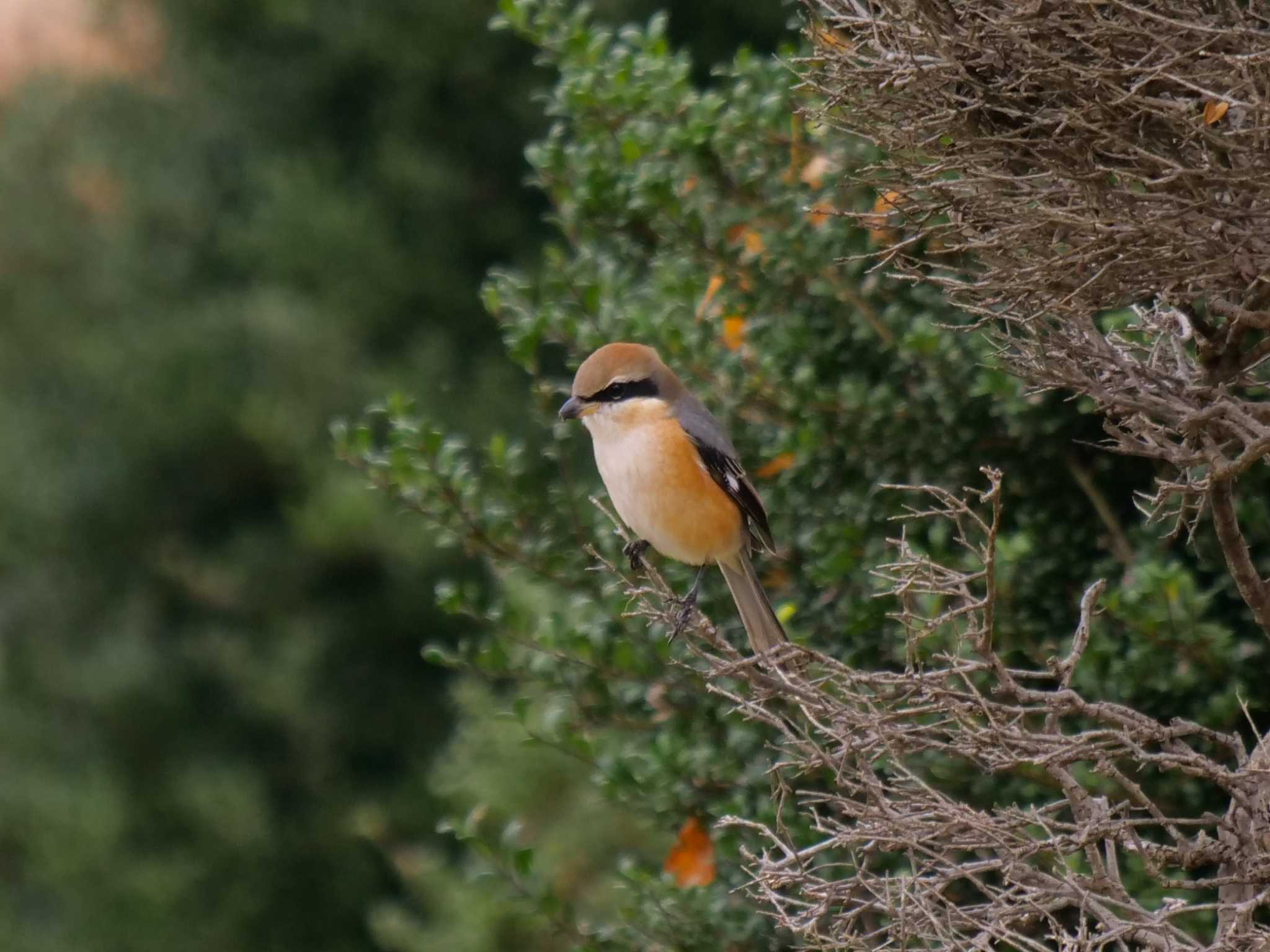 Bull-headed Shrike