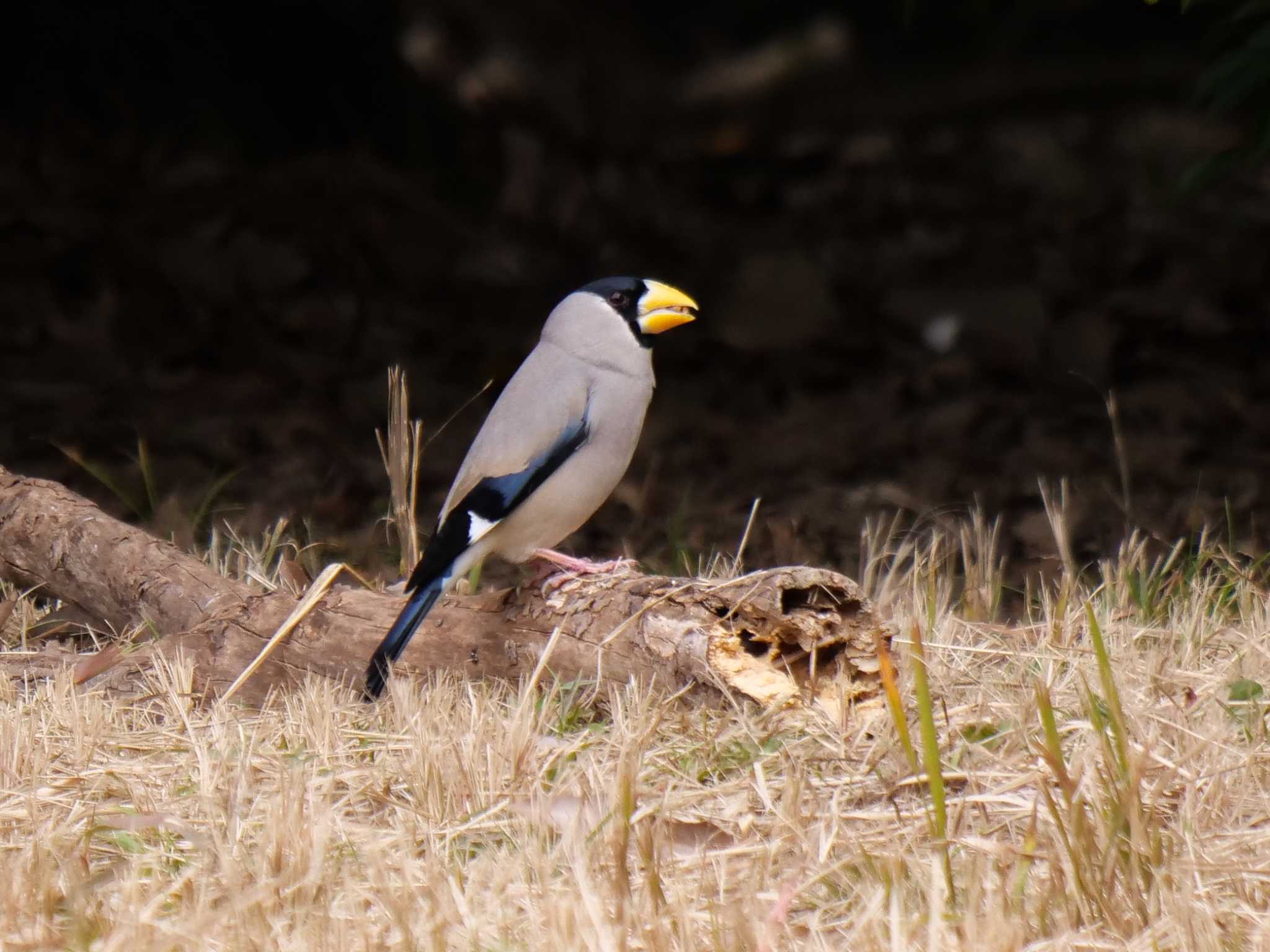 Japanese Grosbeak