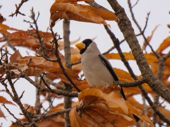 2020年12月13日(日) 平城宮跡の野鳥観察記録